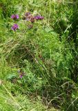 Astragalus austroaltaicus