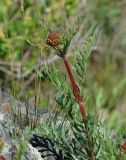 Patrinia intermedia