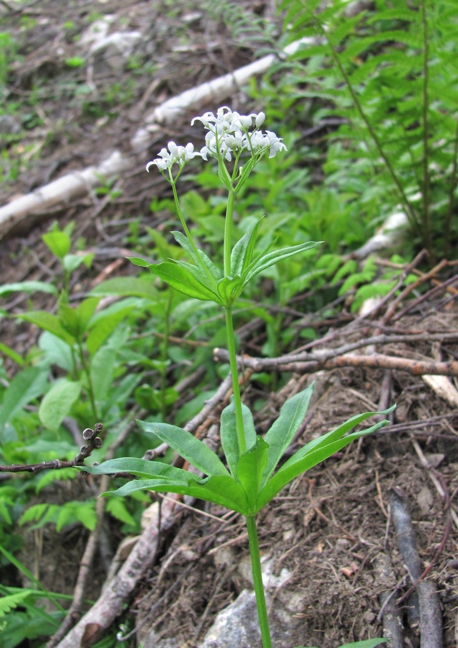 Image of Galium odoratum specimen.