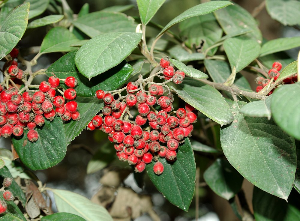 Image of Cotoneaster glaucophyllus var. serotinus specimen.