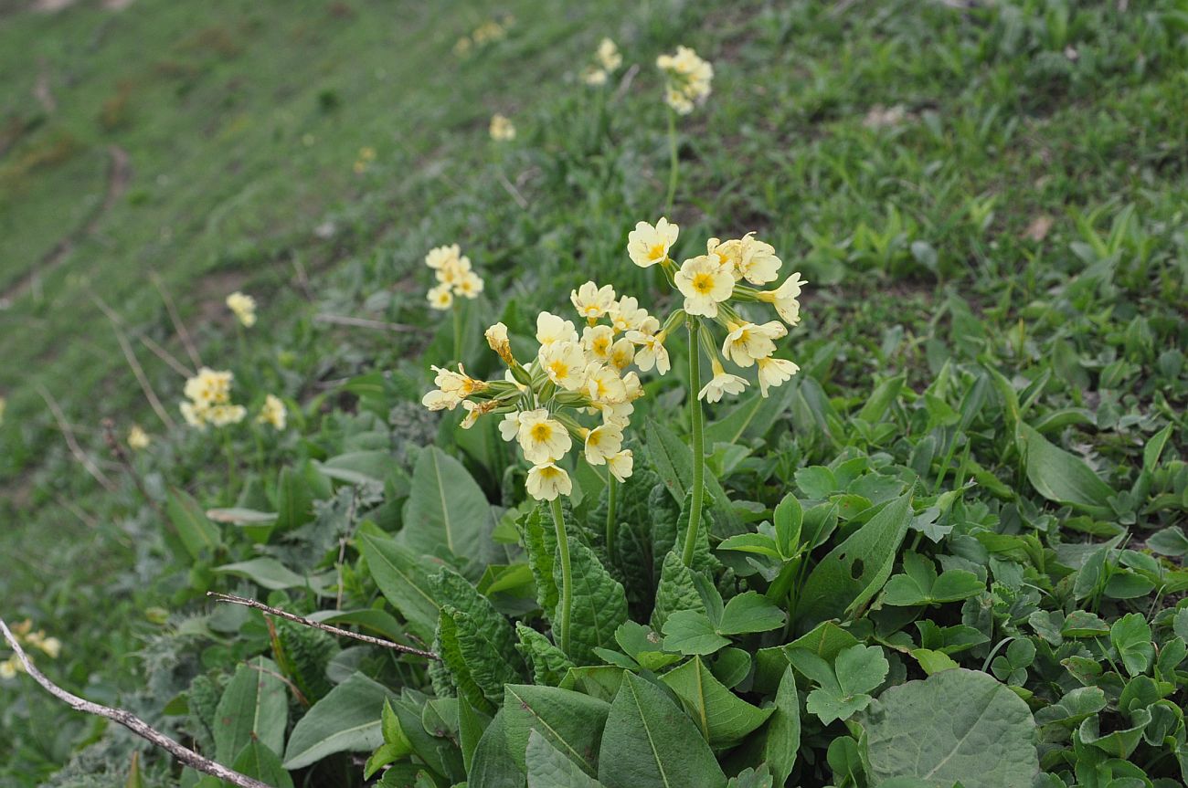 Image of Primula ruprechtii specimen.