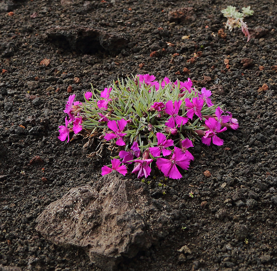 Image of Dianthus repens specimen.