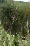 Miscanthus sacchariflorus. Верхушка цветущего растения. Приморский край, о. Русский. 06.09.2018.