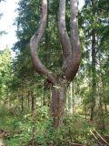 Pinus sylvestris