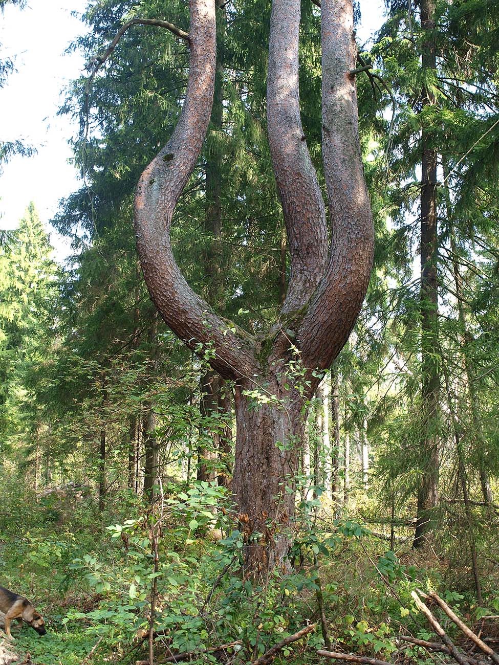 Изображение особи Pinus sylvestris.