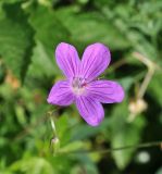 Geranium palustre. Цветок. Грузия, Казбегский муниципалитет, окр. с. Джута, долина руч. Чаухицхали, выс. ок. 2300 м н.у.м, луг. 31.07.2018.