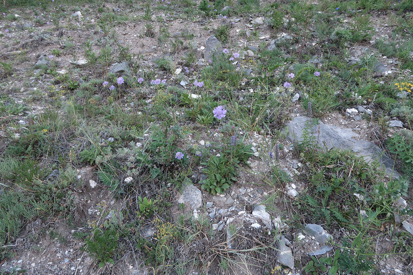 Image of Scabiosa comosa specimen.