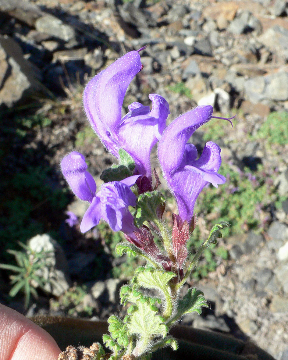 Изображение особи Dracocephalum palmatum.