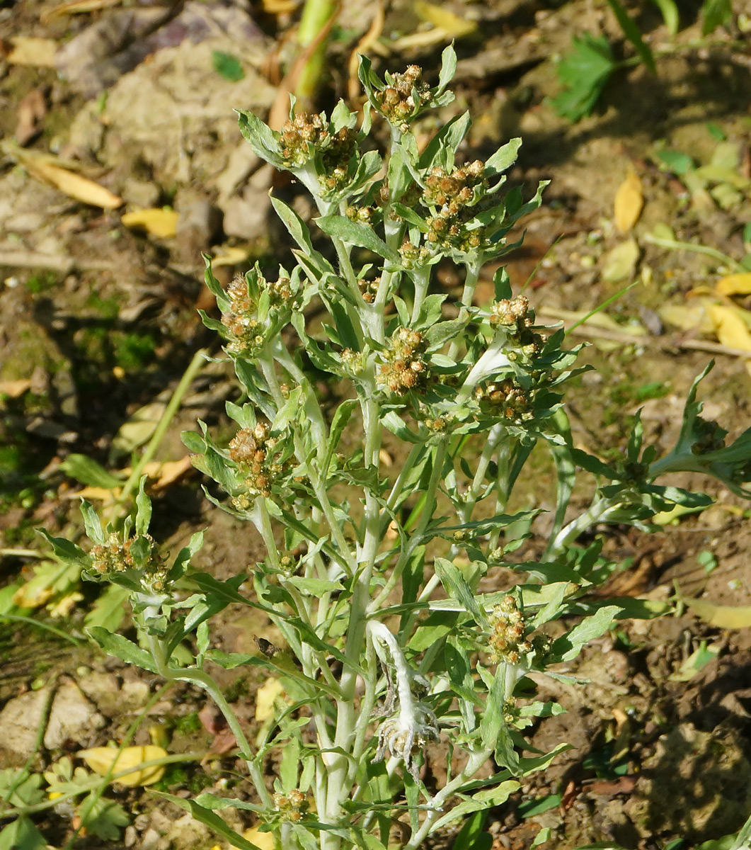 Image of Gnaphalium uliginosum specimen.