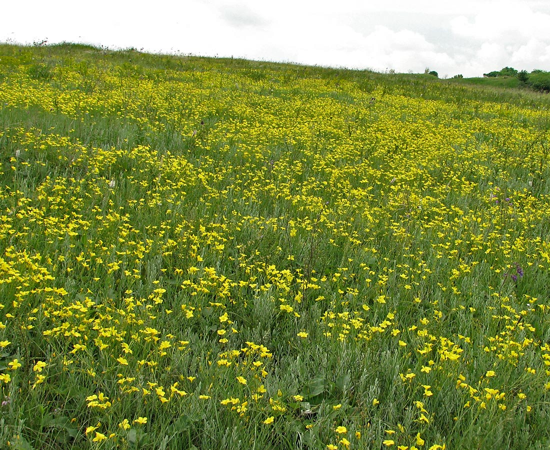 Image of Linum czernjajevii specimen.