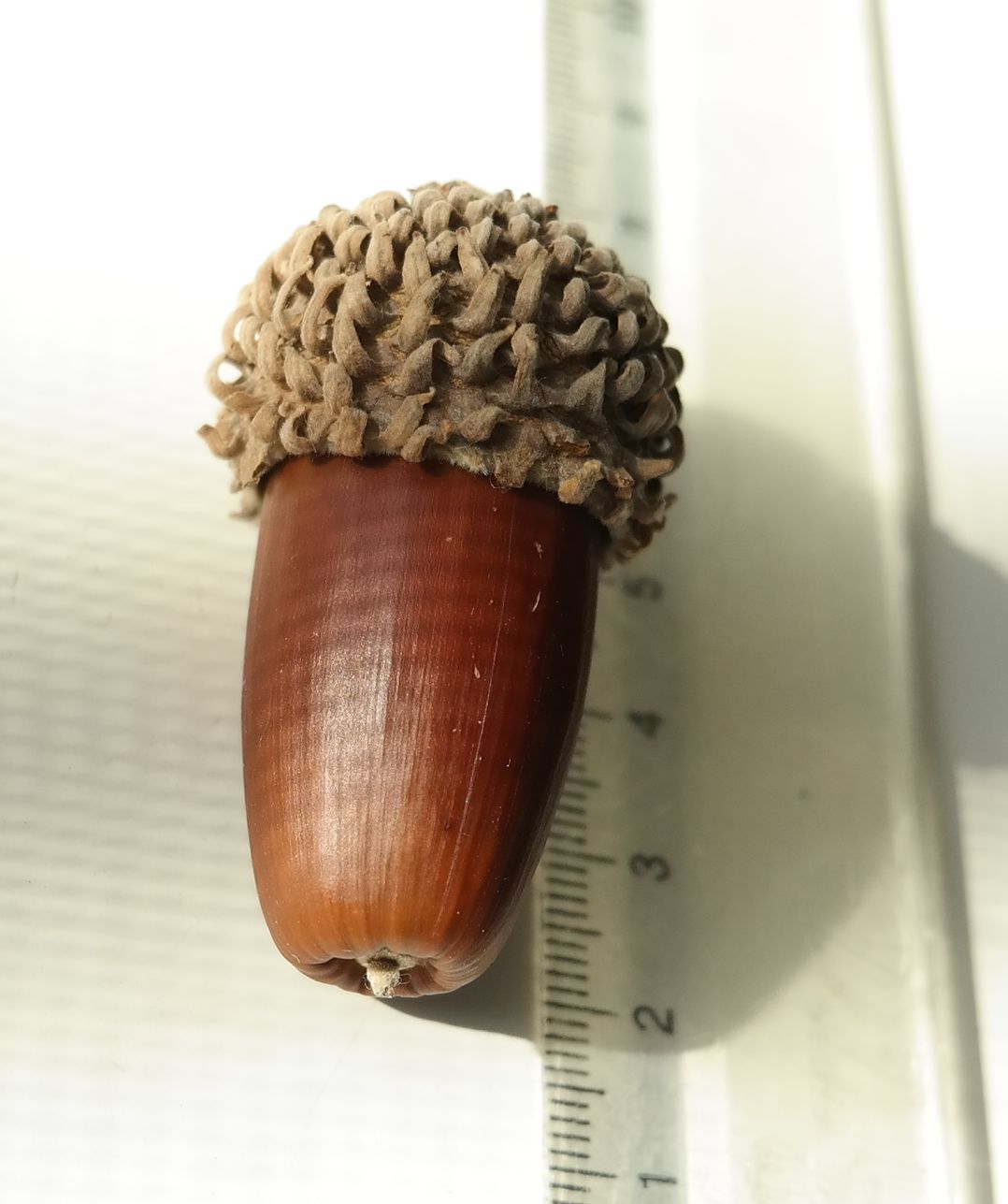 Image of Quercus castaneifolia specimen.