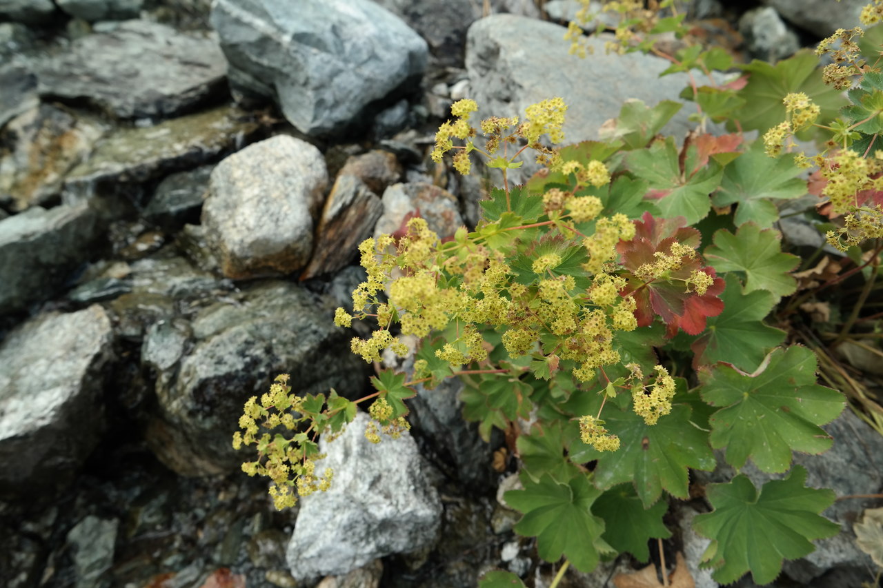 Изображение особи род Alchemilla.