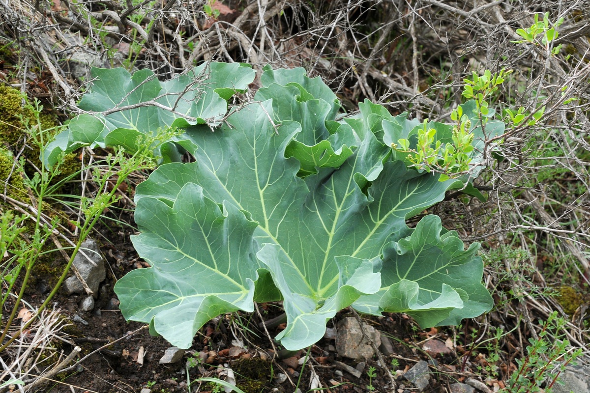 Изображение особи Megacarpaea orbiculata.