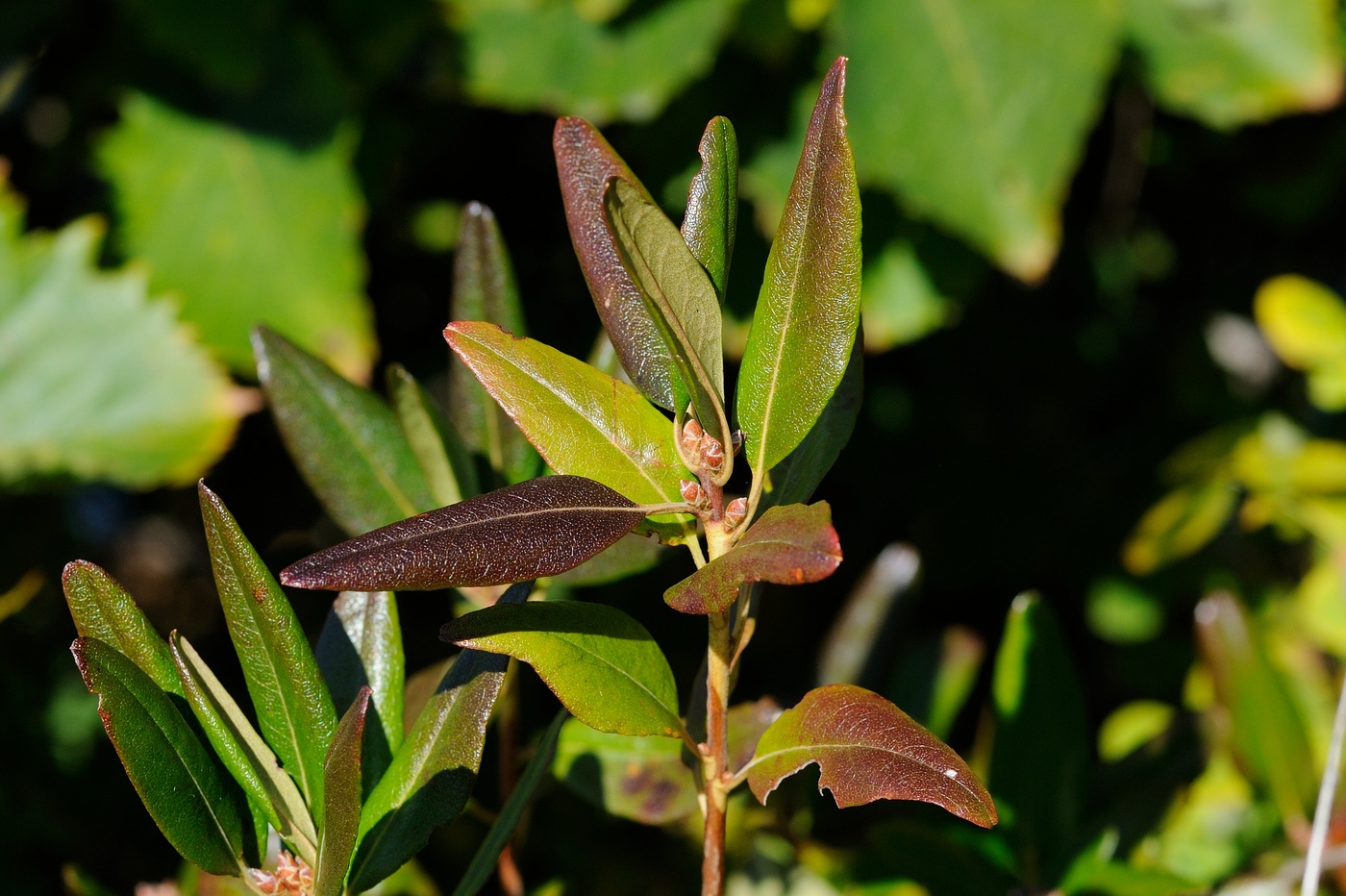 Image of Rhododendron mucronulatum specimen.