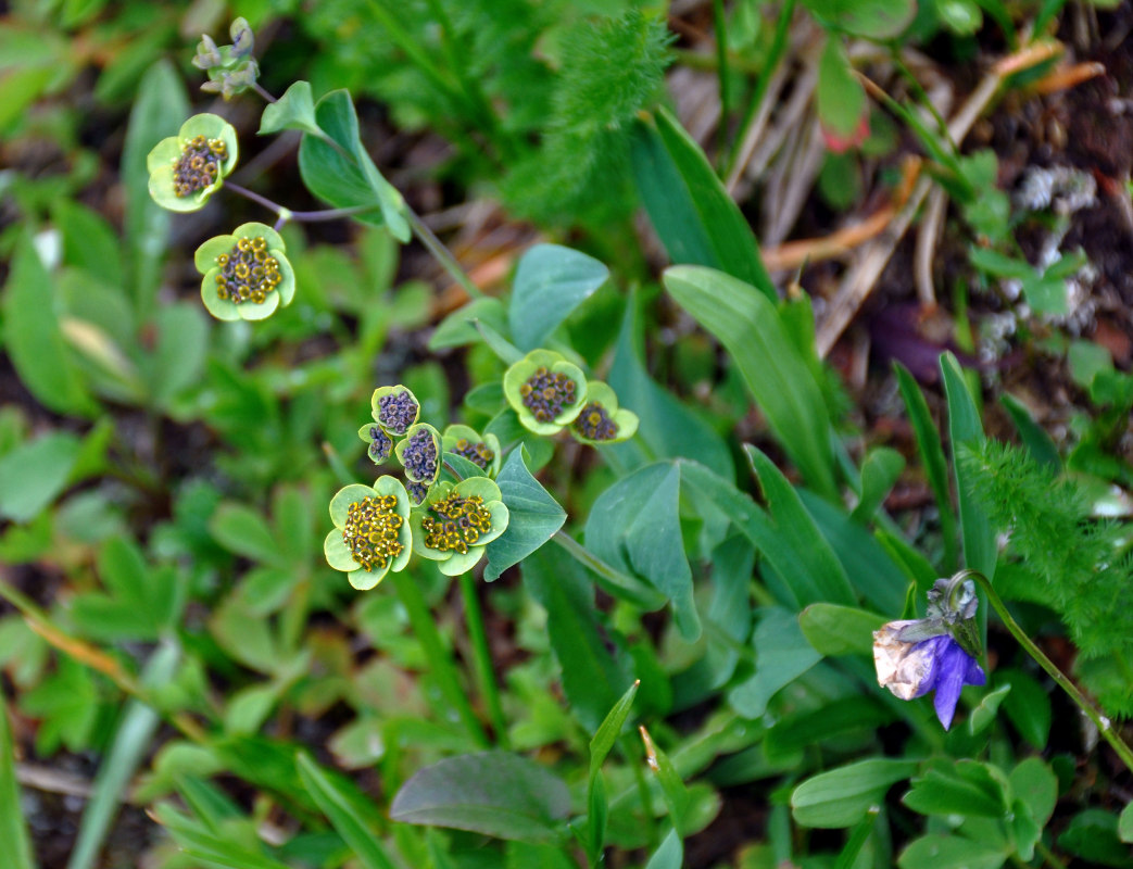 Изображение особи Bupleurum triradiatum.