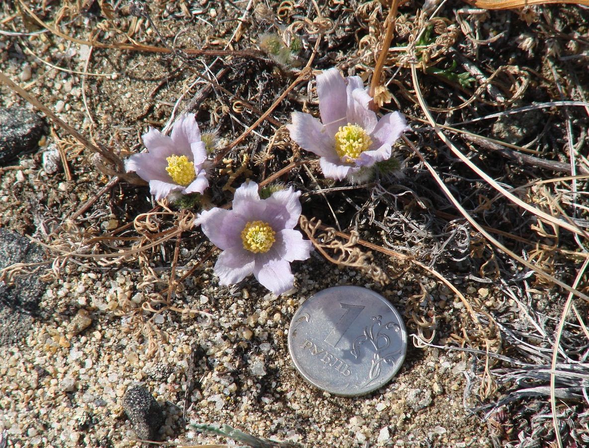 Image of Pulsatilla tenuiloba specimen.