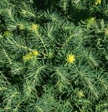 Euphorbia cyparissias. Верхушка вегетирующего растения (вид сверху). Восточно-Казахстанская обл., г. Усть-Каменогорск, сквер возле здания, в культуре. 05.06.2017.