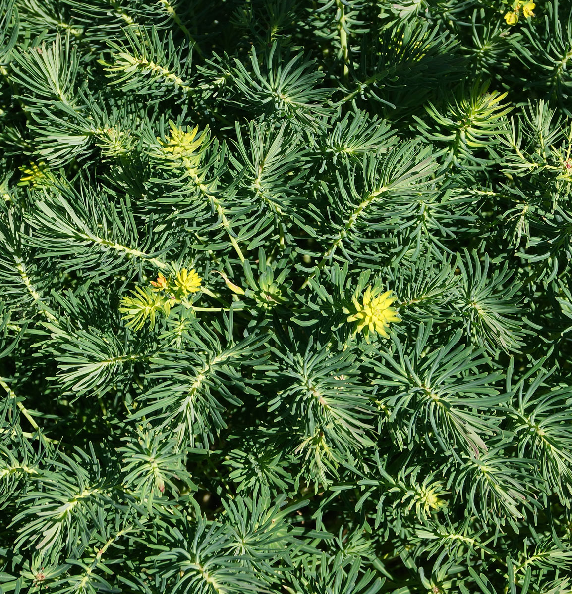 Изображение особи Euphorbia cyparissias.