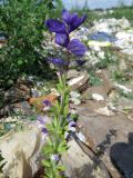 Salvia viridis