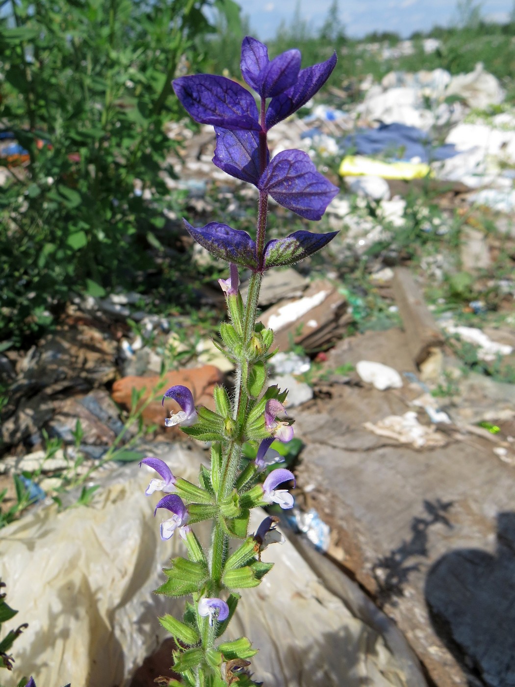 Image of Salvia viridis specimen.