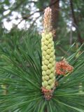 Pinus sylvestris. Побег с микростробилами. Калужская обл., май.