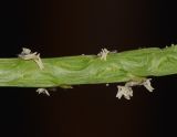 Image of taxon representative. Author is Татьяна Мальчинская