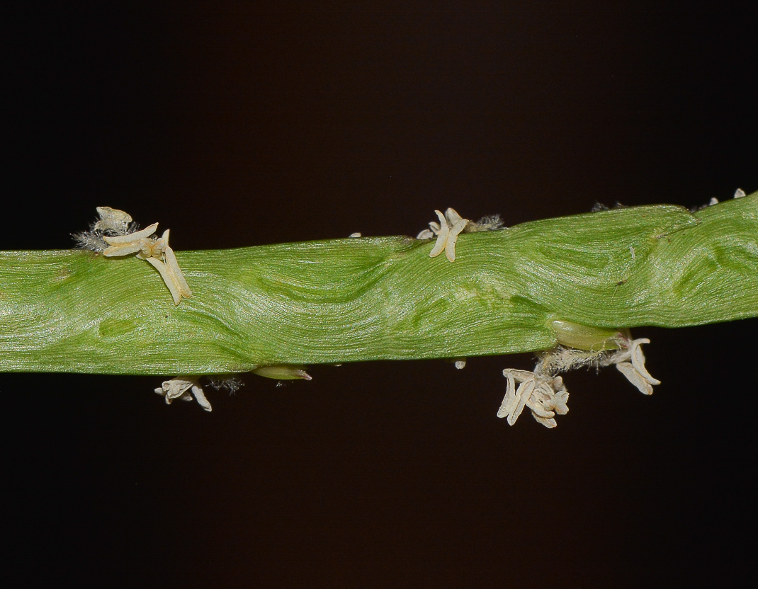 Изображение особи Stenotaphrum dimidiatum.