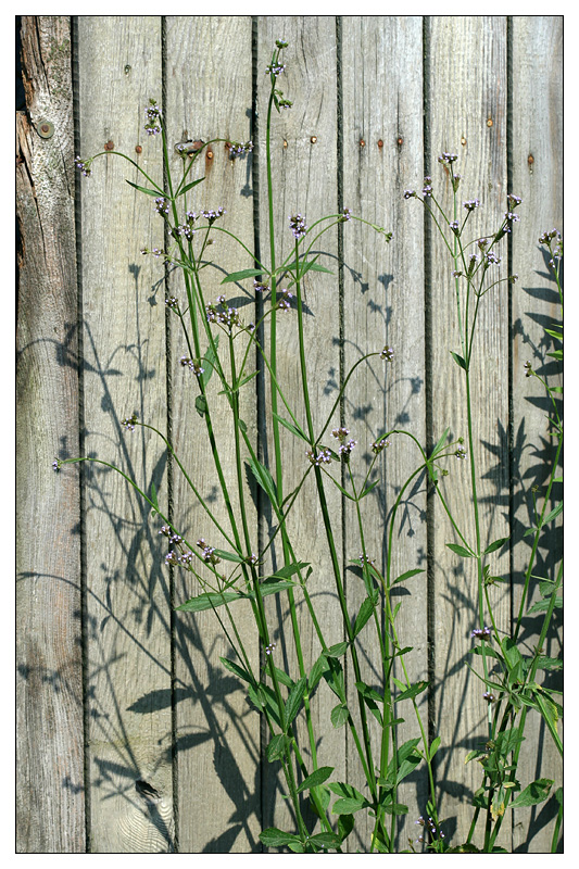 Изображение особи Verbena brasiliensis.