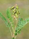 Astragalus alpinus