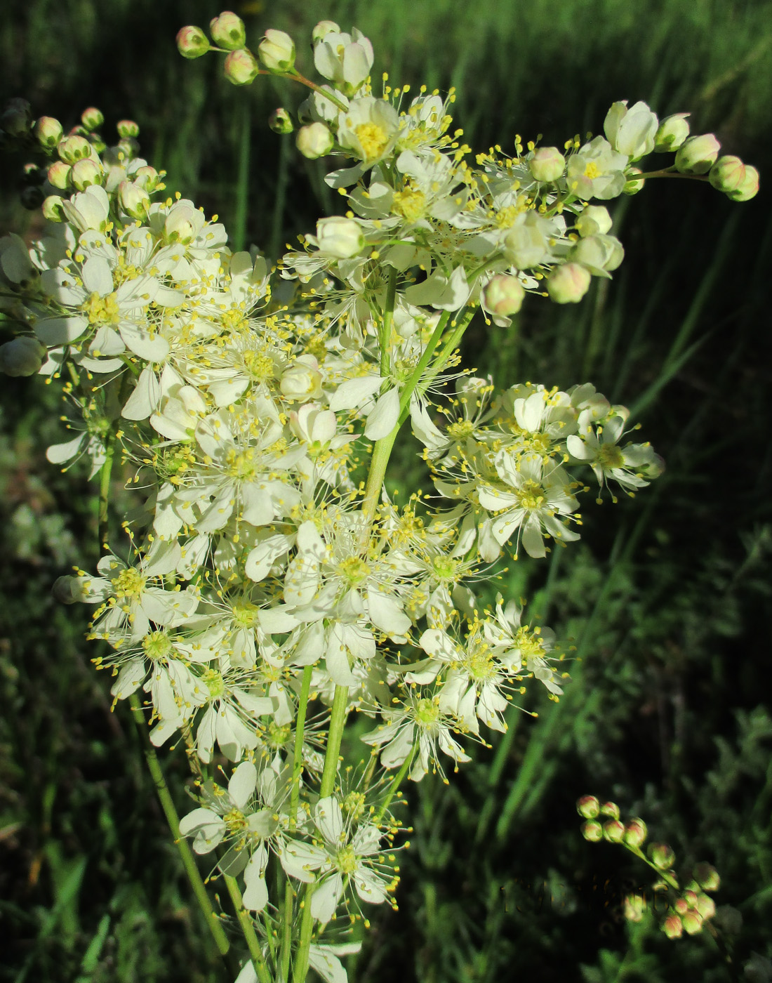 Изображение особи Filipendula vulgaris.