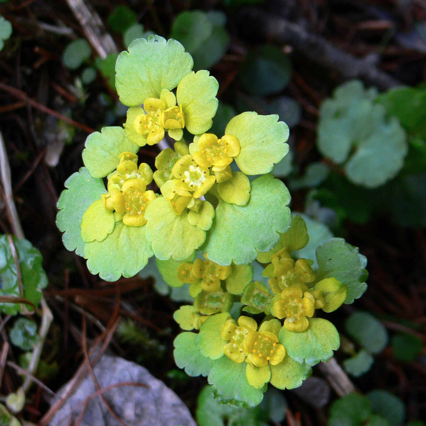 Image of Chrysosplenium alternifolium specimen.