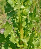 Urospermum picroides