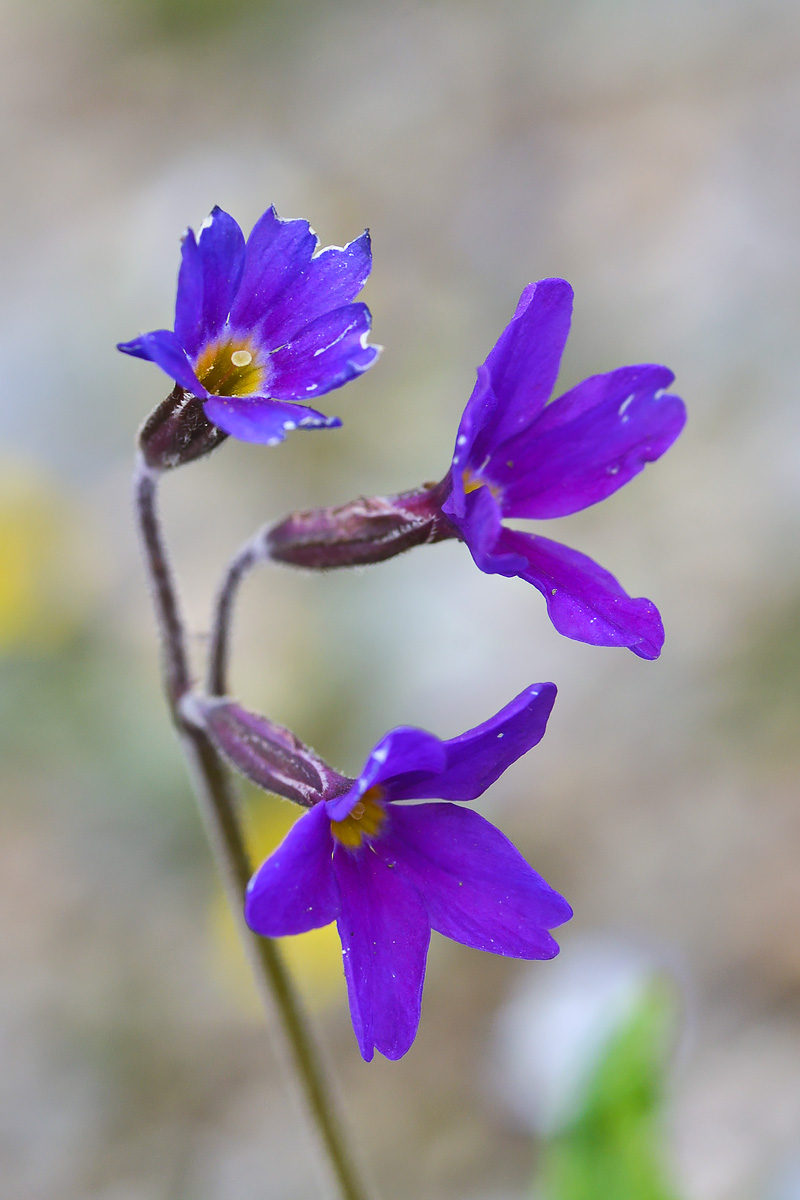 Image of Primula amoena specimen.