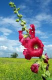 Alcea rosea