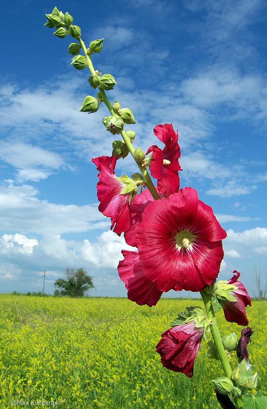 Image of Alcea rosea specimen.