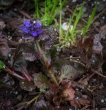 Ajuga reptans