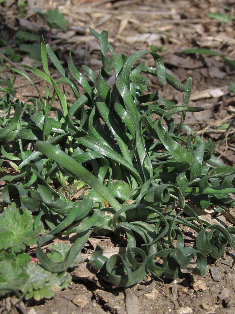 Image of Sternbergia colchiciflora specimen.