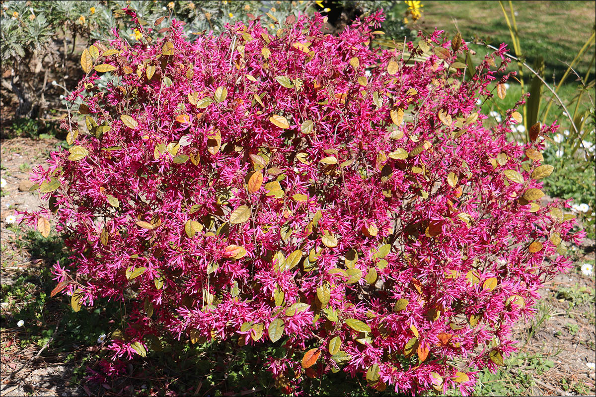 Image of Loropetalum chinense var. rubrum specimen.