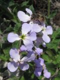 Hesperis steveniana. Цветки с кормящейся мухой. Южный Берег Крыма, окр. пгт Симеиз, гора Кошка. 07.04.2019.