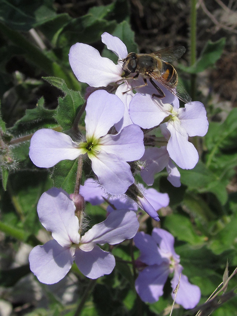 Image of Hesperis steveniana specimen.