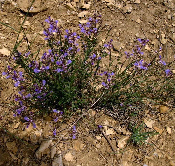 Изображение особи Polygala tenuifolia.