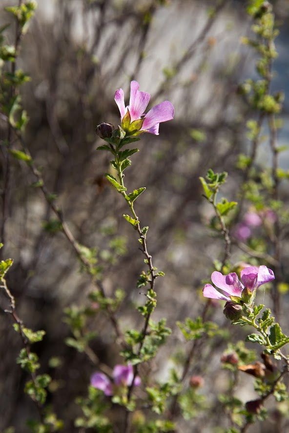 Изображение особи род Anisodontea.