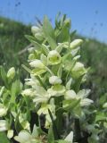 Dactylorhiza romana подвид georgica. Соцветие. Дагестан, Кумторкалинский р-н, хр. Нарат-Тюбе, ок. 500 м н.у.м., опушка леса. 24.04.2019.