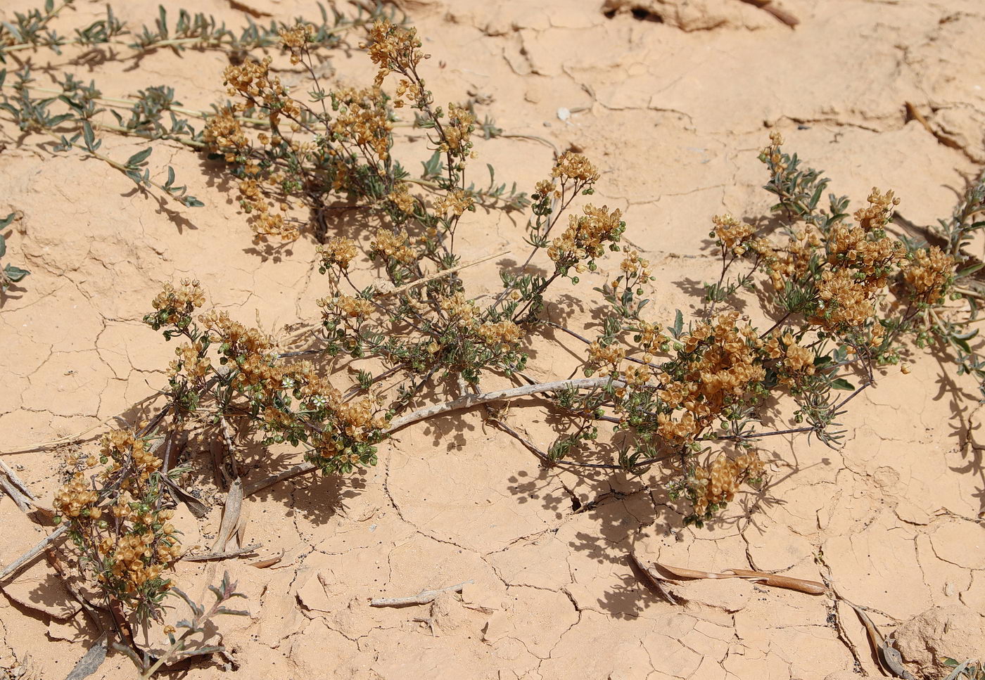 Image of Spergula fallax specimen.