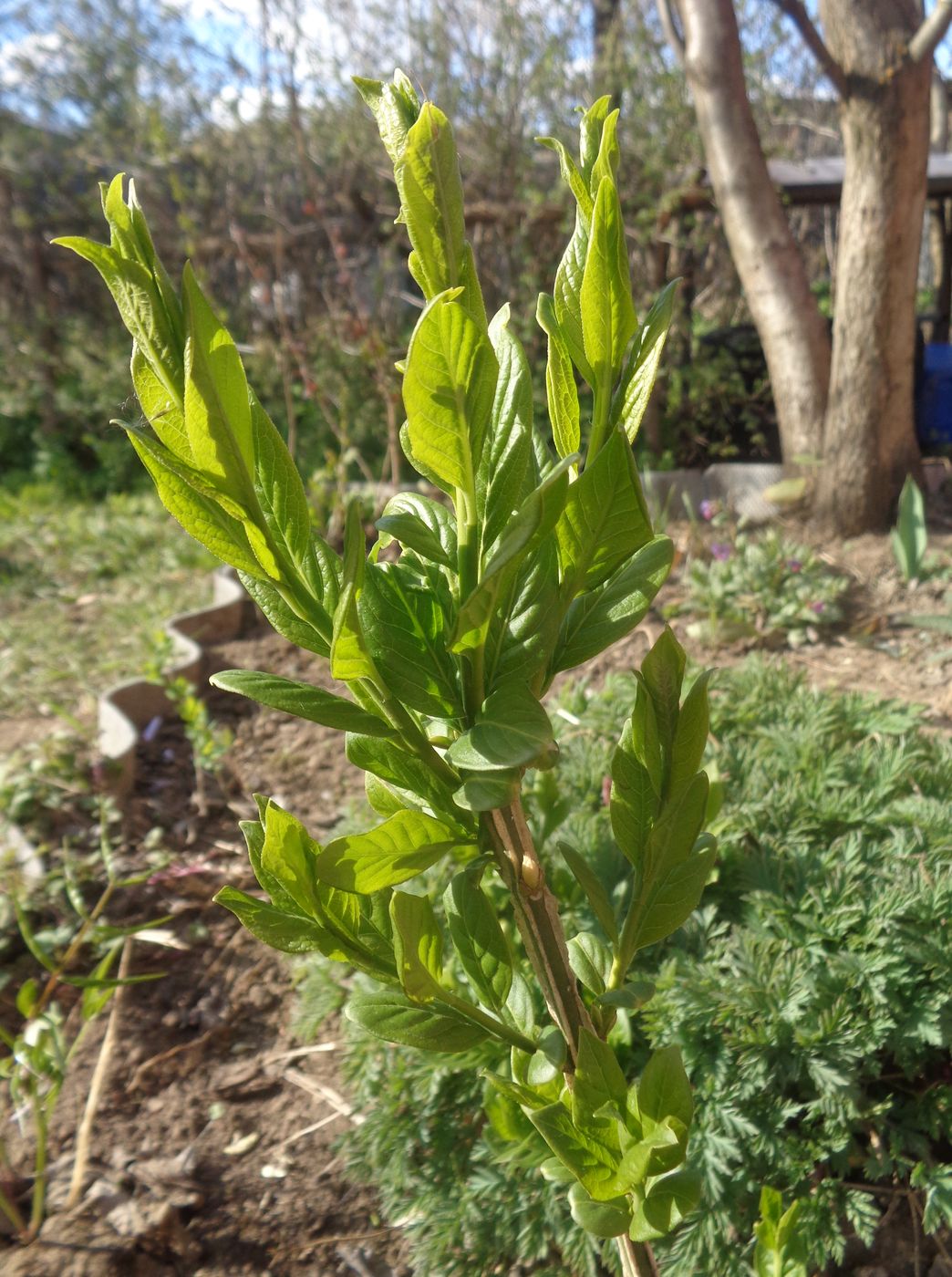 Изображение особи Euonymus europaeus.