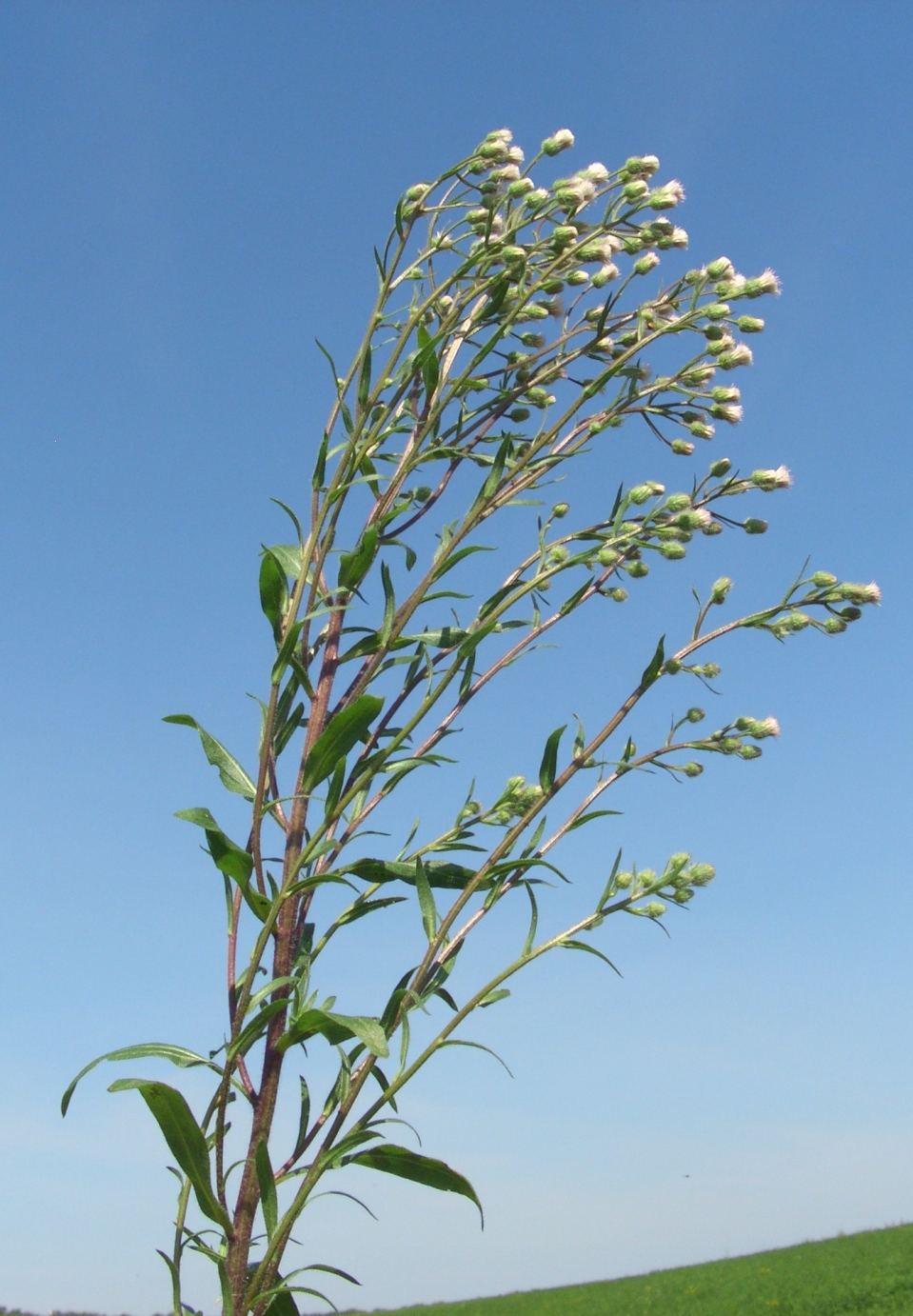 Image of Erigeron acris specimen.