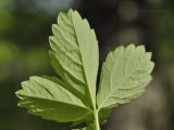 Potentilla centigrana. Лист (абаксиальная сторона). Приморский край, Шкотовский р-н, окр. с. Новонежино, зарастающая тропинка в лесу. 12.06.2019.