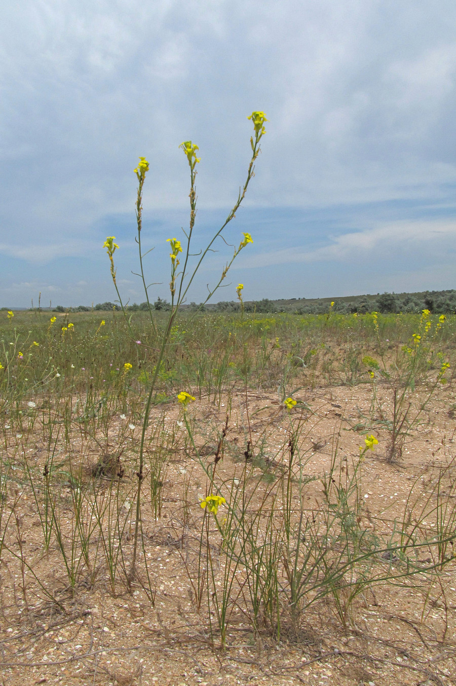 Image of Syrenia montana specimen.