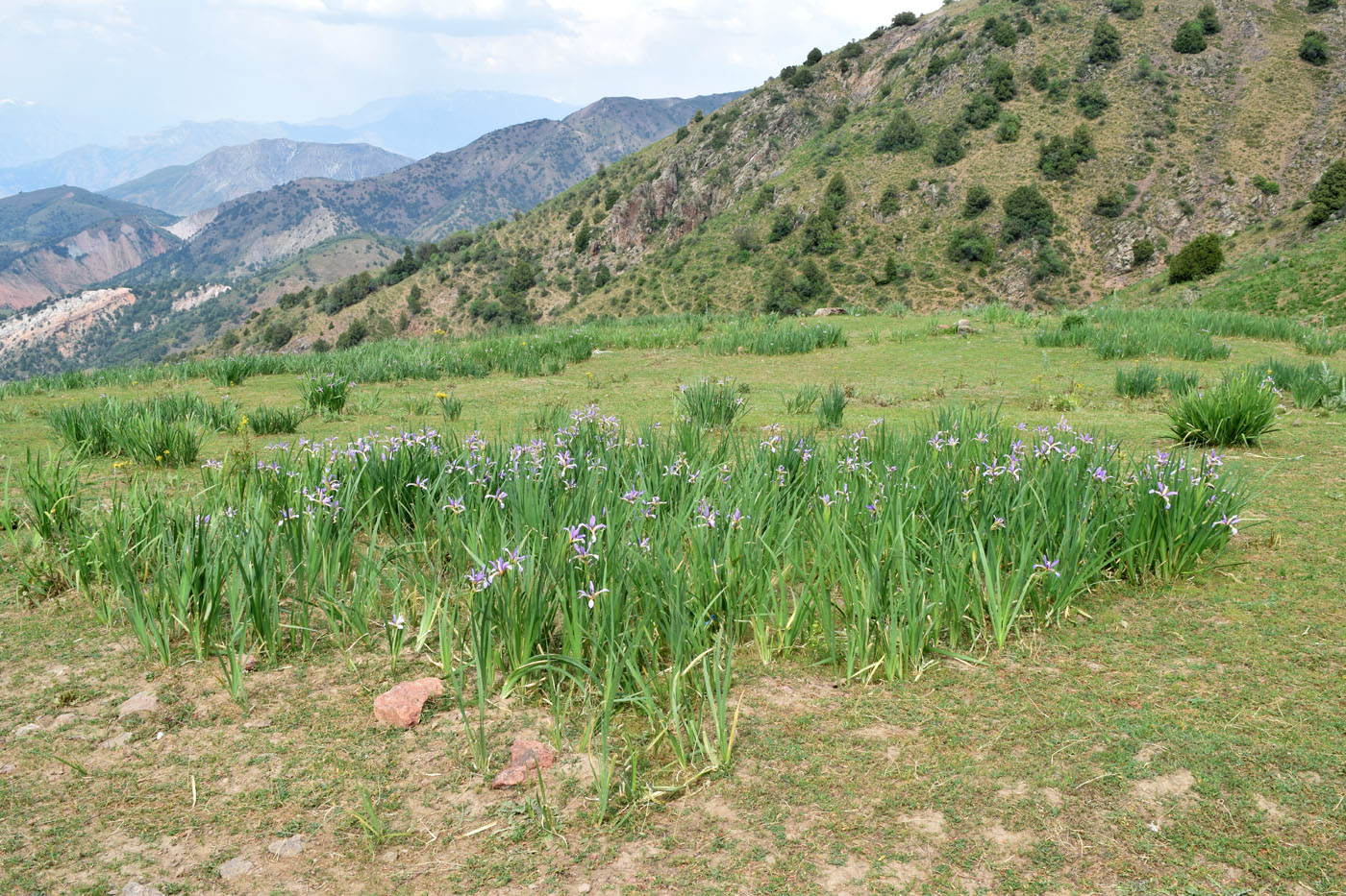 Image of Iris sogdiana specimen.