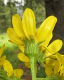 Ligularia altaica